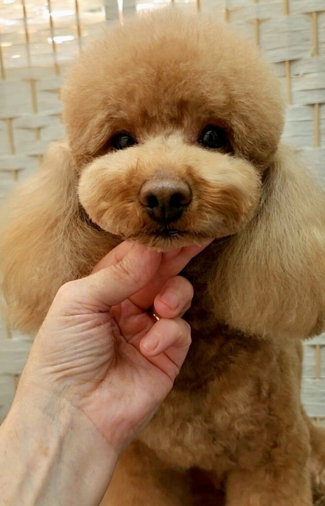 red toy poodle puppies, red toy poodle baby with fluffy brushed out hair