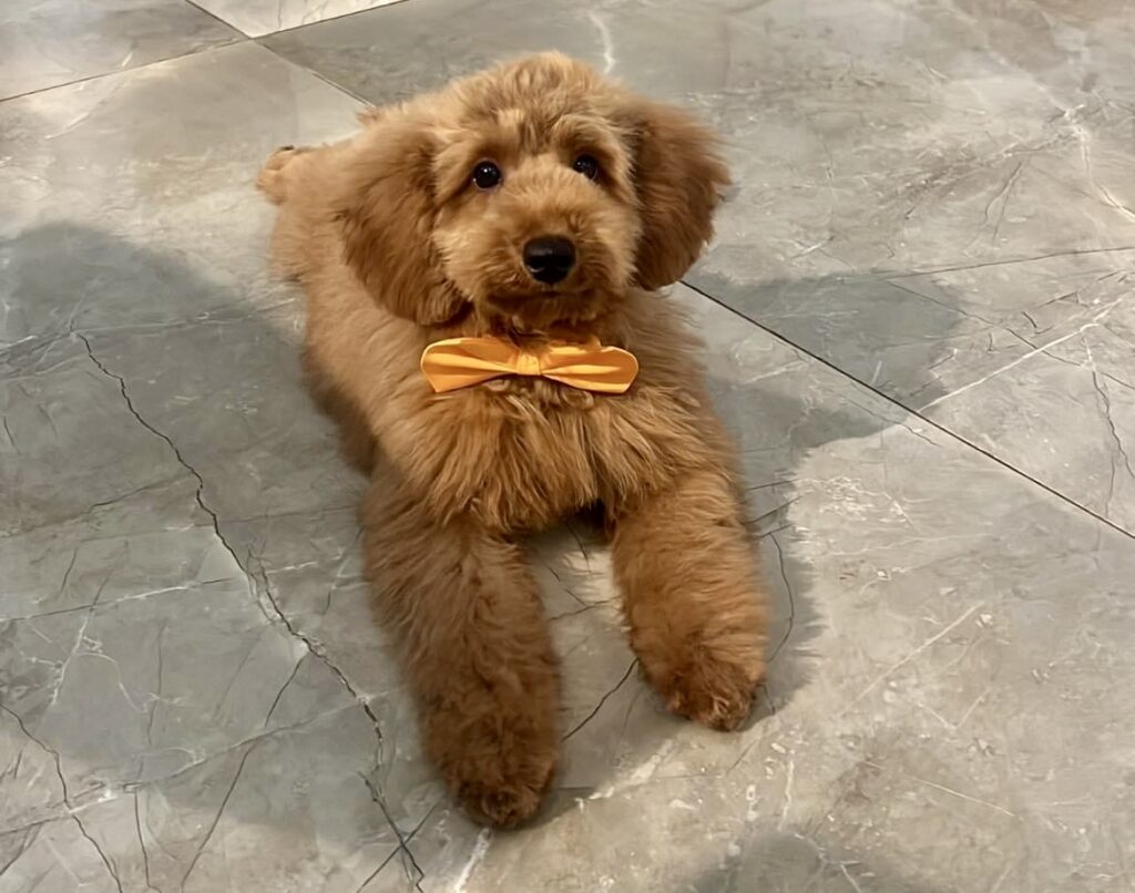 red toy poodle puppies, red toy poodle baby with fluffy brushed out hair