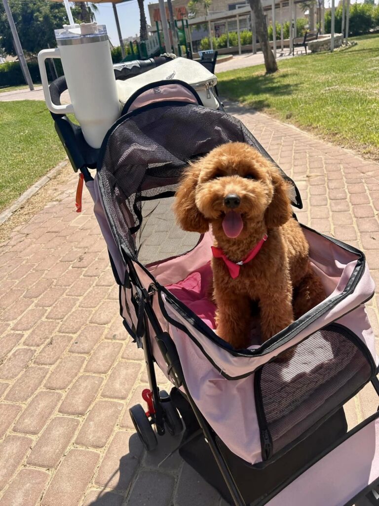 red toy poodle puppies, red toy poodle baby with fluffy hair sitting in a dog stroller