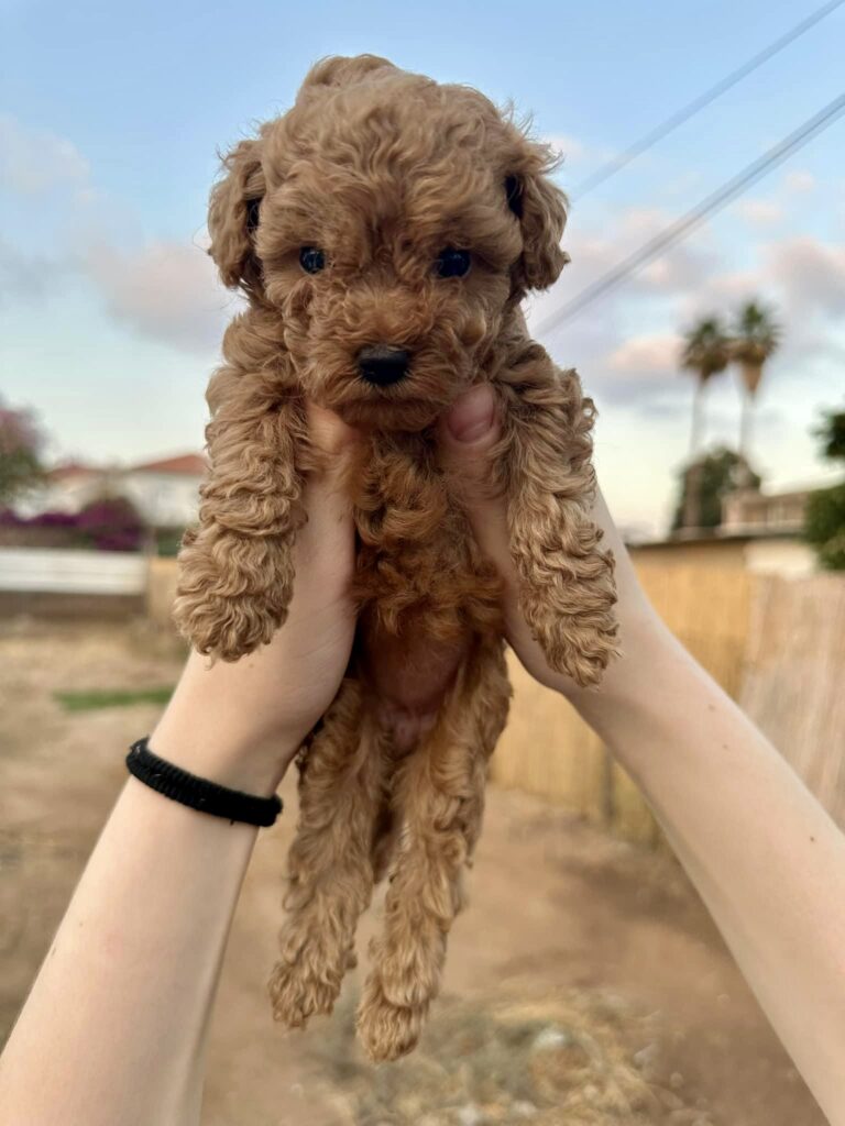 red toy poodle puppies, red toy poodle baby being held like simba