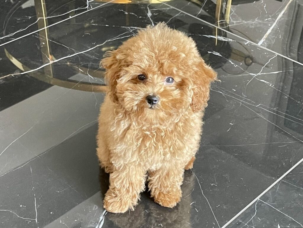 red toy poodle puppies, red toy poodle baby with lighter golden fluffy hair