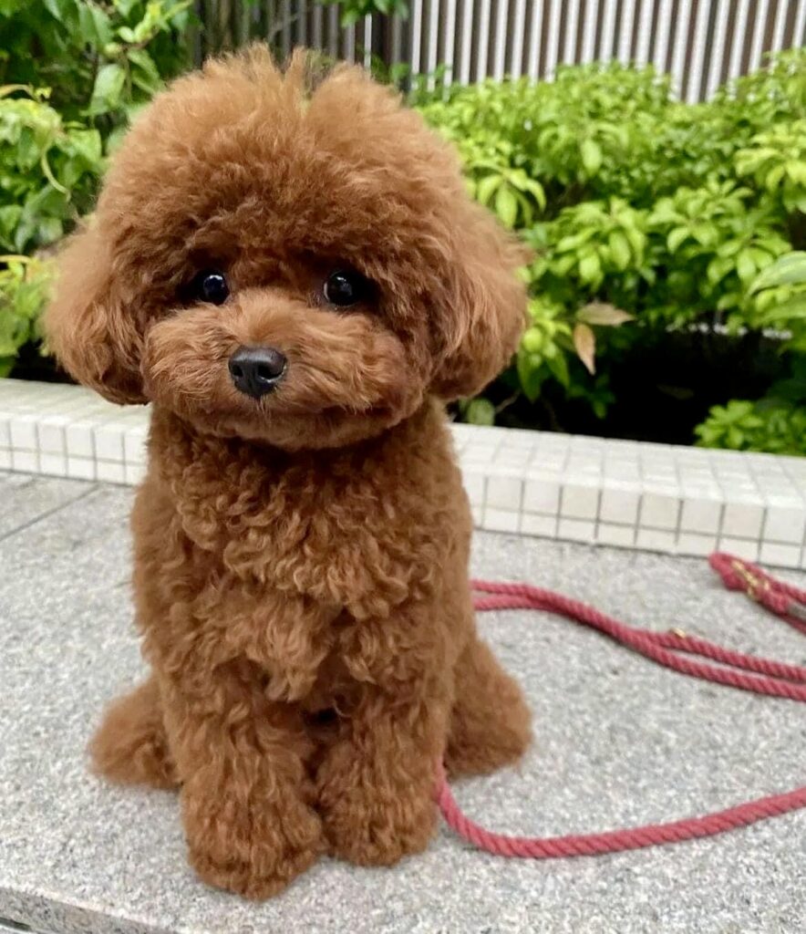 red toy poodle puppies, red toy poodle baby with a smile