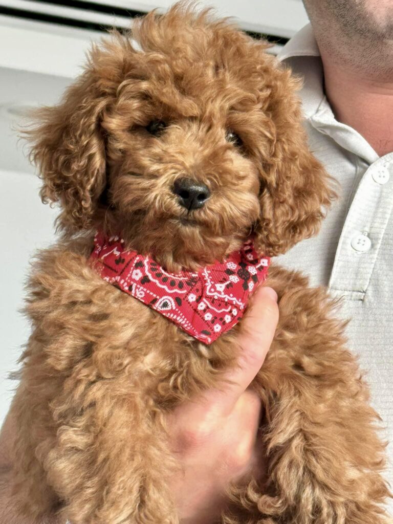 red toy poodle puppies, red toy poodle baby wearing a red bandana