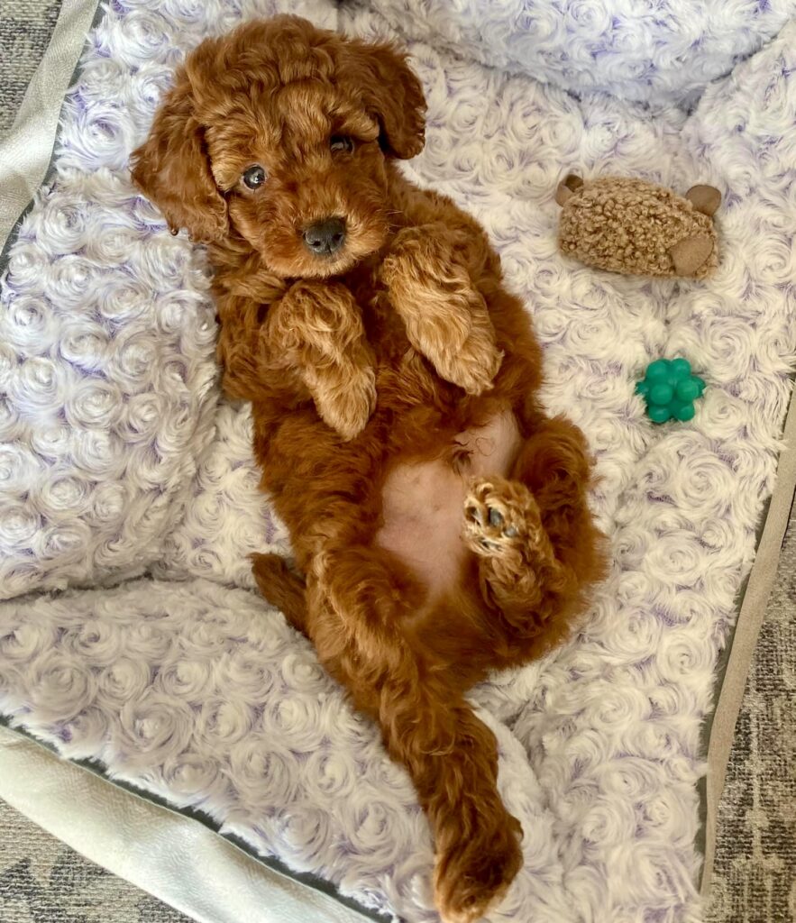 red toy poodle puppies, red toy poodle baby relaxing in a dog bed