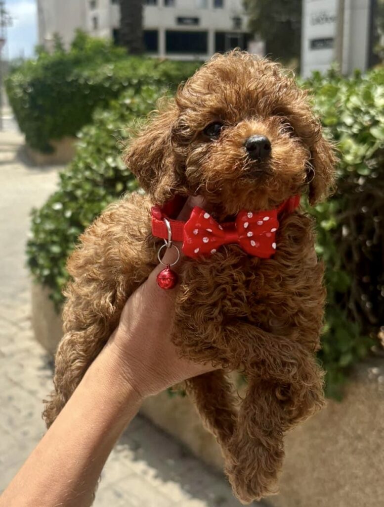 red toy poodle puppies, red toy poodle with a bowtie