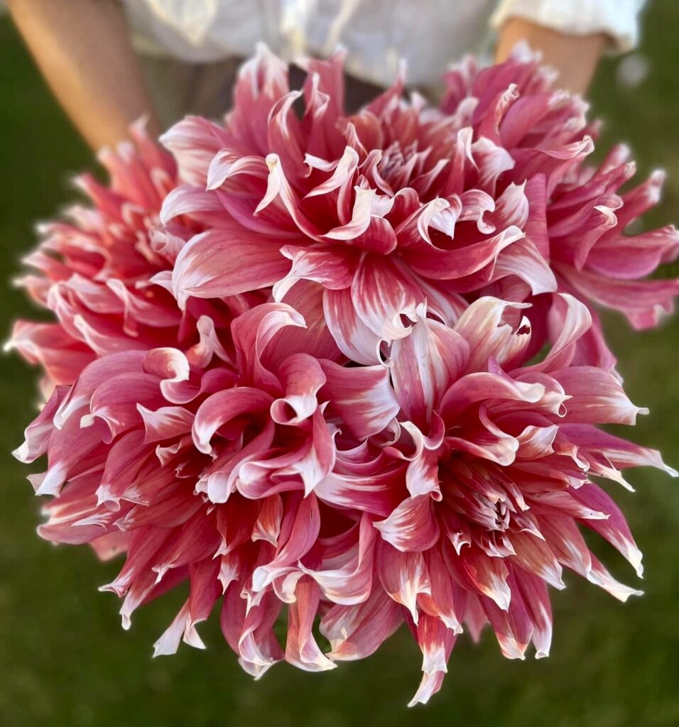 dahlia varieties, dahlia bouquets with pink starburst and white tipped dahlia flowers