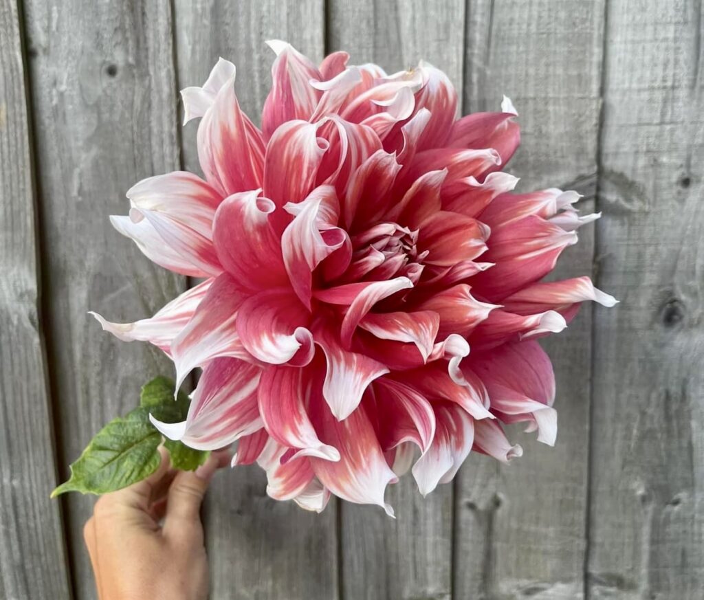 dahlia varieties, dahlia bouquets with pink starburst and white tipped dahlia flowers