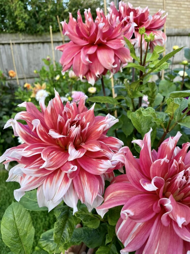 dahlia varieties, dahlia bouquets with pink starburst and white tipped dahlia flowers