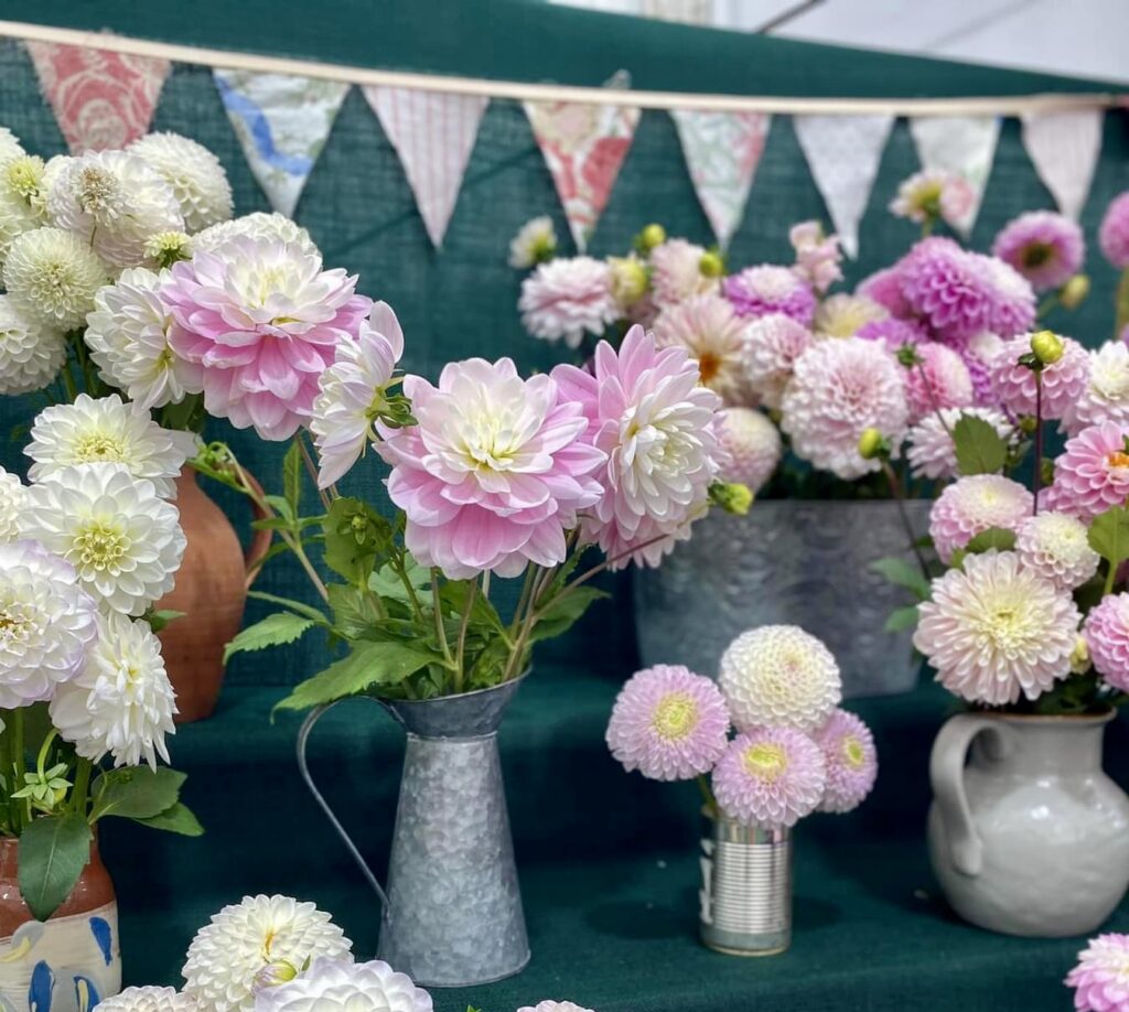 dahlia varieties, dahlia bouquets with pink starburst and white tipped dahlia flowers