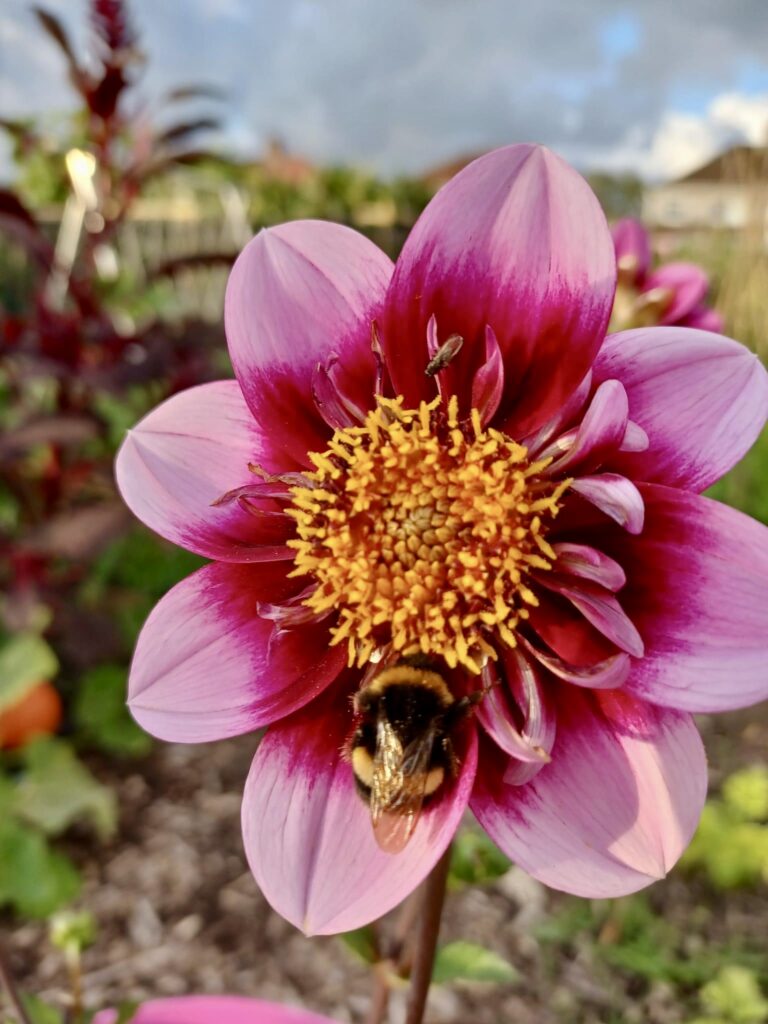 dahlia varieties, pink tipped dahlia with bumblebee at the center