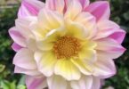 dahlia varieties, dahlia bouquets with pink starburst and white tipped dahlia flowers