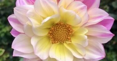 dahlia varieties, dahlia bouquets with pink starburst and white tipped dahlia flowers