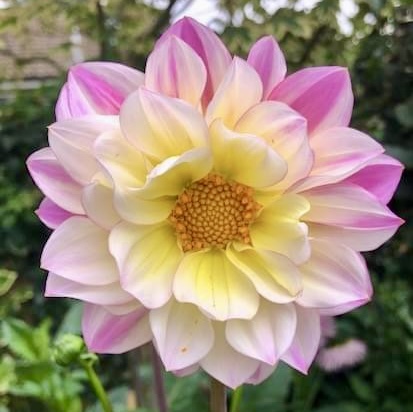 dahlia varieties, dahlia bouquets with pink starburst and white tipped dahlia flowers