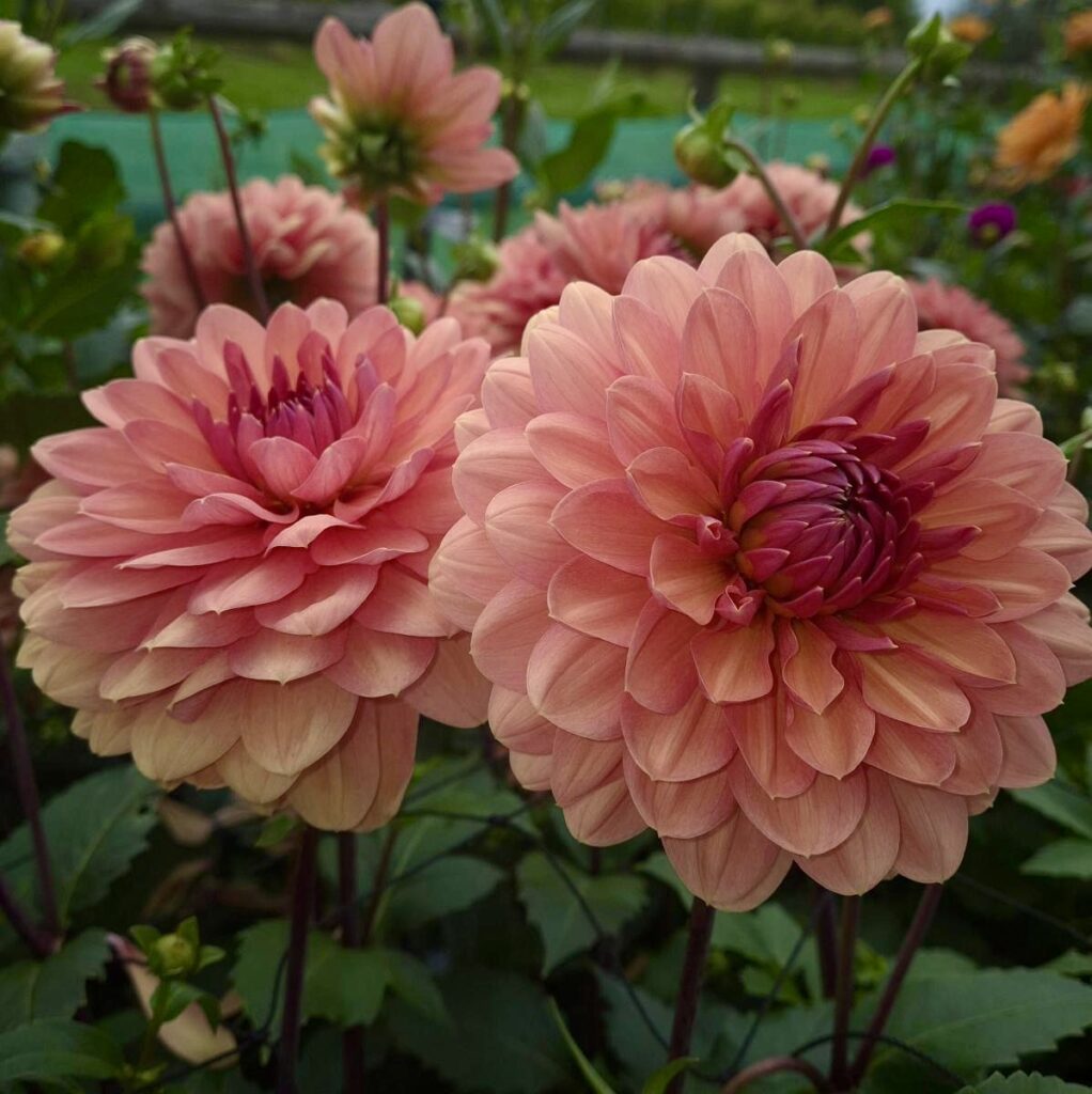 dahlia varieties, dahlia bouquets with coral and peach hues