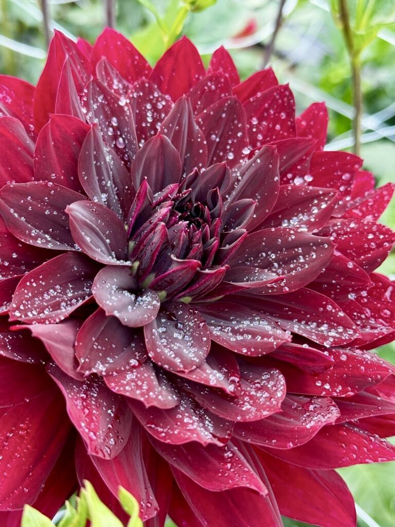 dahlia varieties, dahlia bouquets with deep burgundy starburst and white tipped dahlia flowers