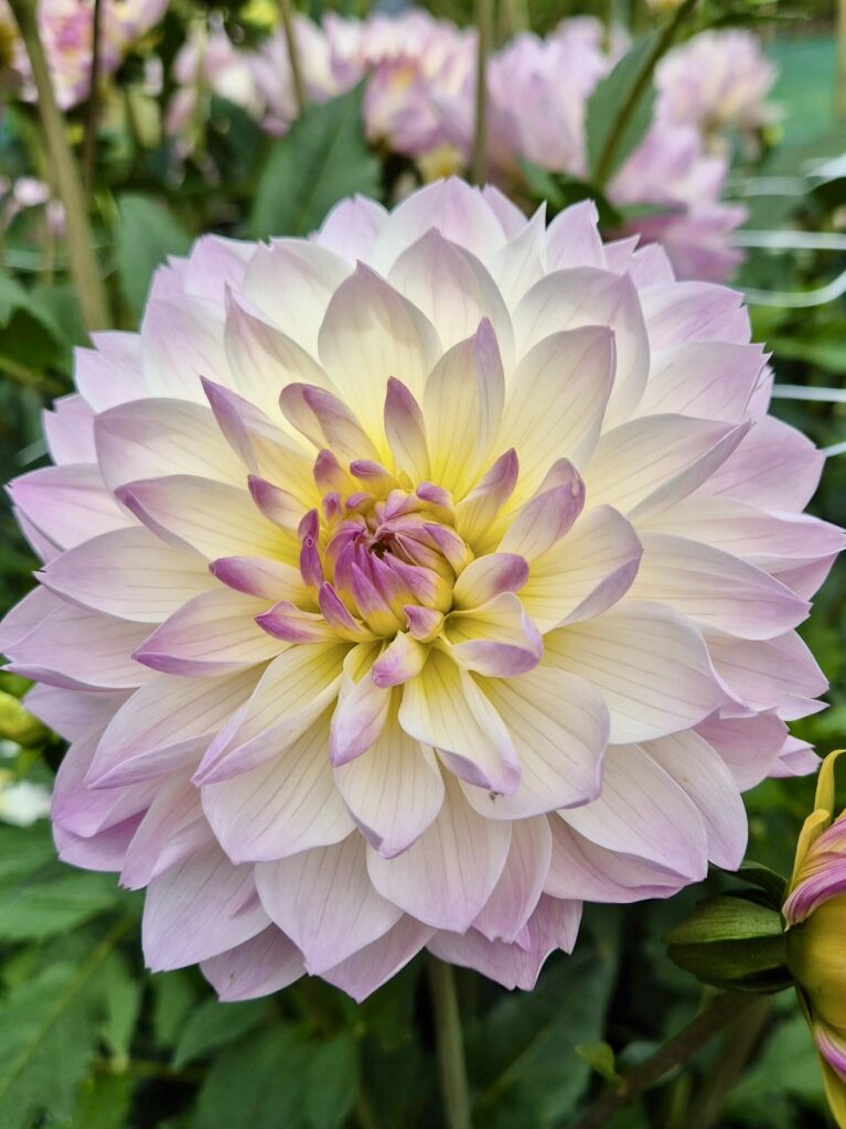 dahlia varieties, pink and white tipped dahlias