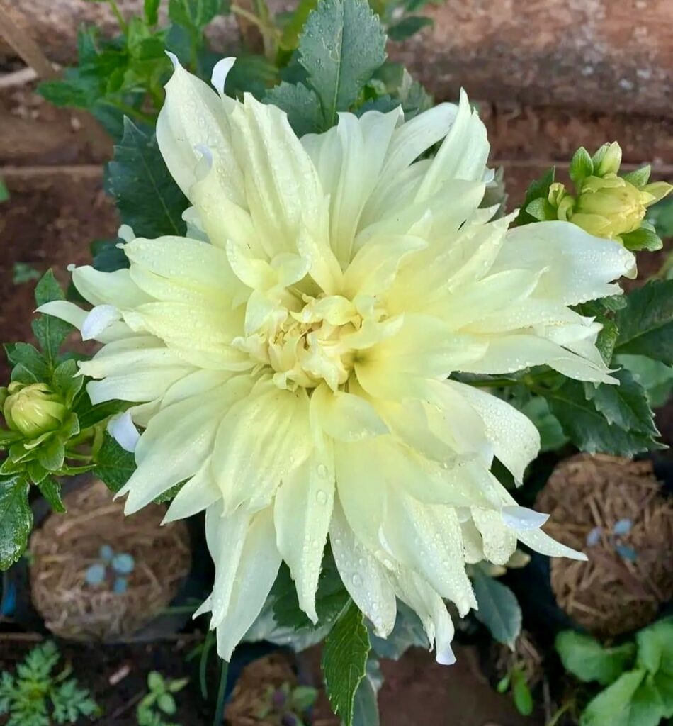 dahlia varieties, white starburst dahlias