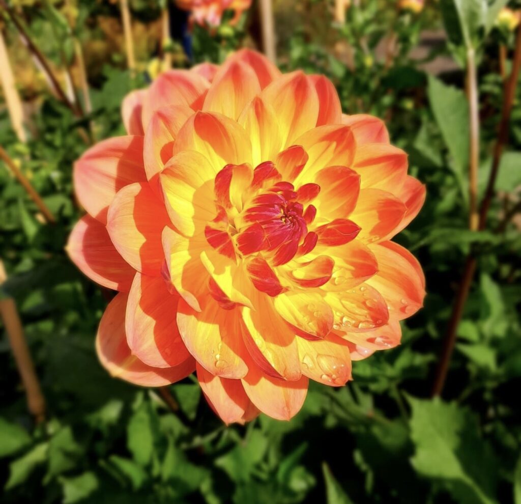 dahlia varieties, coral tipped dahlias