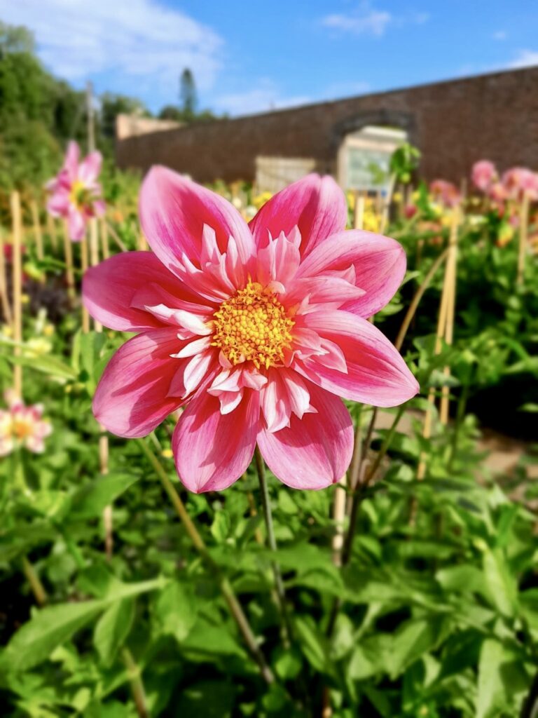 dahlia varieties, pink starburst dahlia flower