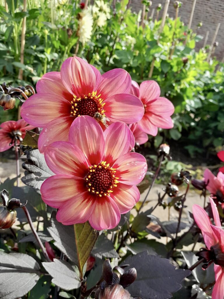 dahlia varieties, pink and red tipped dahlias