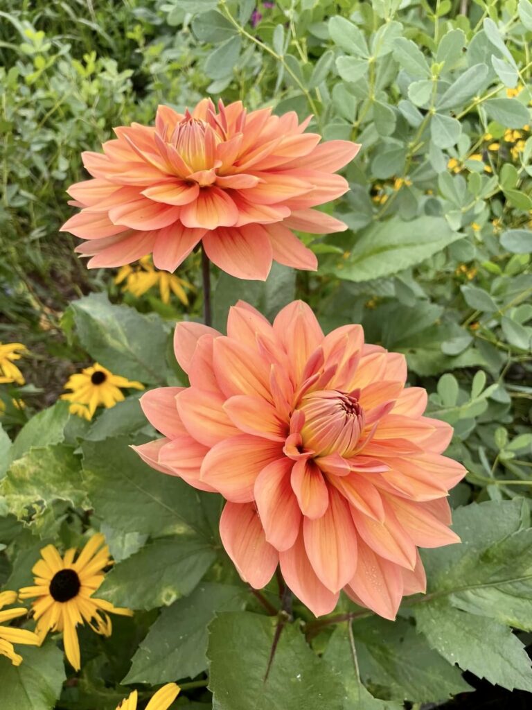 dahlia varieties, dahlia bouquets with coral and peach hues