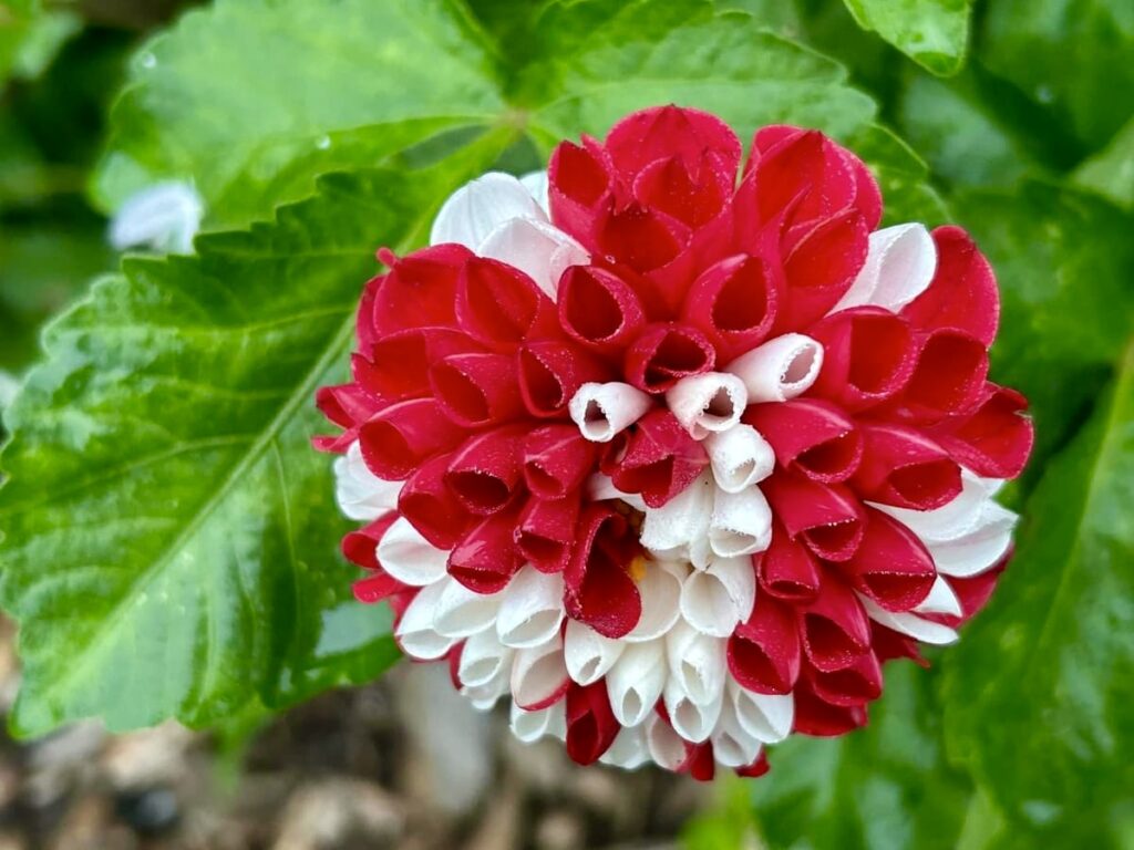 dahlia varieties, white and red tipped dahlias