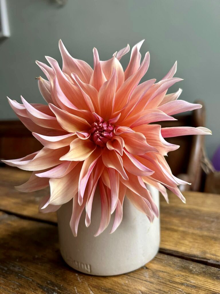 dahlia varieties, dahlia bouquets with coral and peach hues in starbust shape