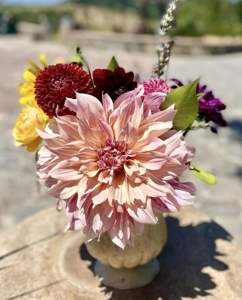 dahlia varieties, mixed dahlia bouquet with rich blooms