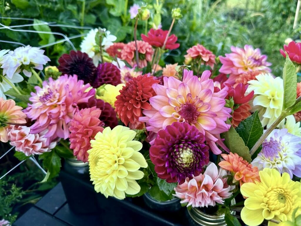 dahlia varieties, dahlia bouquets