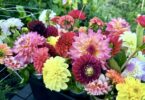 dahlia varieties, dahlia bouquets