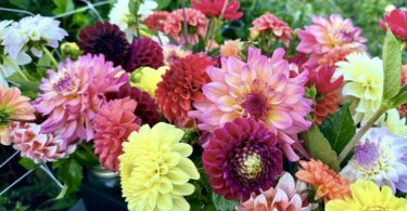 dahlia varieties, dahlia bouquets