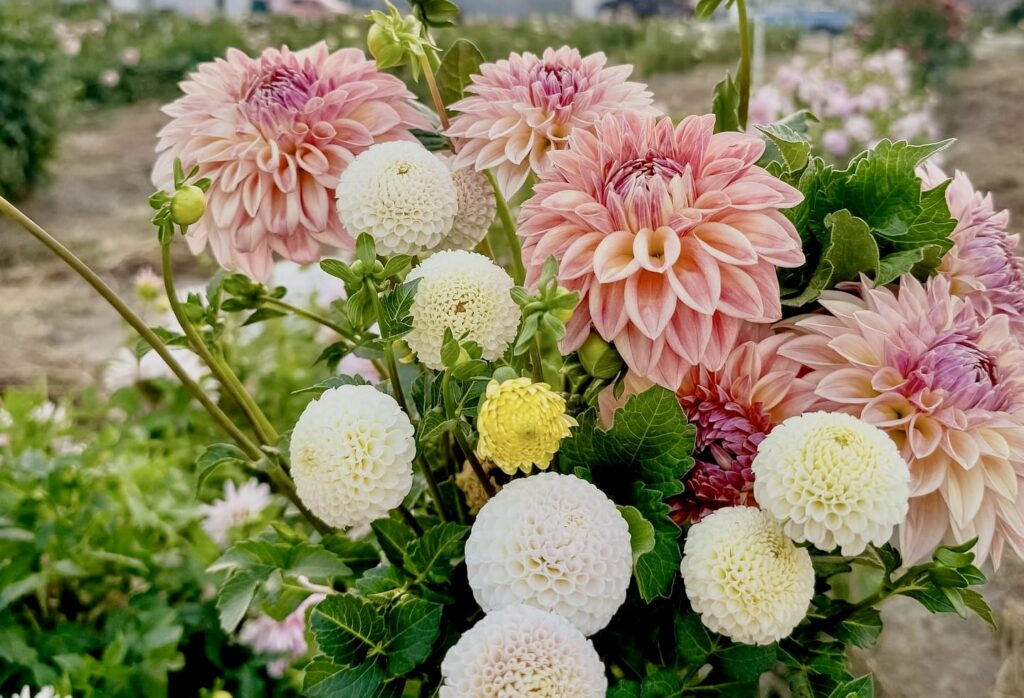 dahlia varieties, white starburst dahlias with pink dahlia flowers in wedding centerpieces