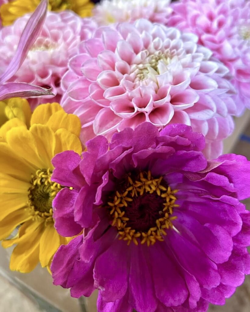 dahlia varieties, white pink and magenta dahlias