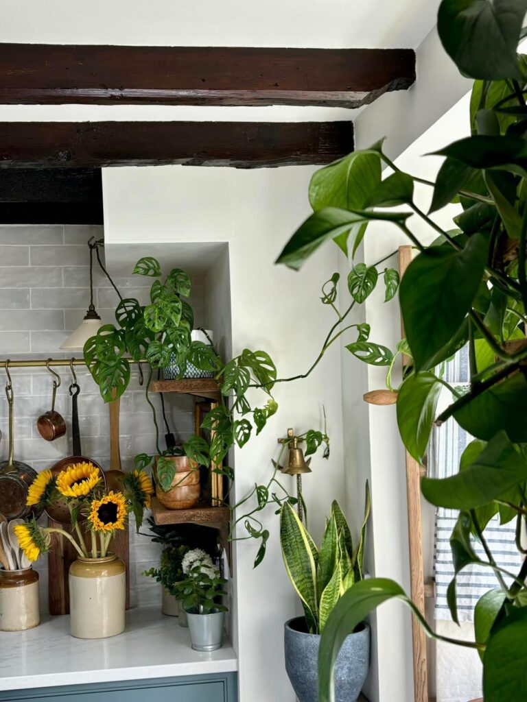 best indoor house plants with low maintenance