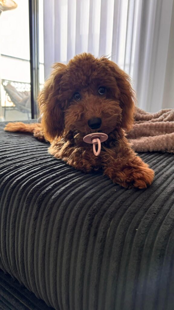 red poodle puppy with pacifier