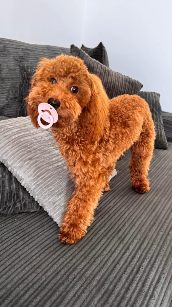 red poodle puppy with pacifier