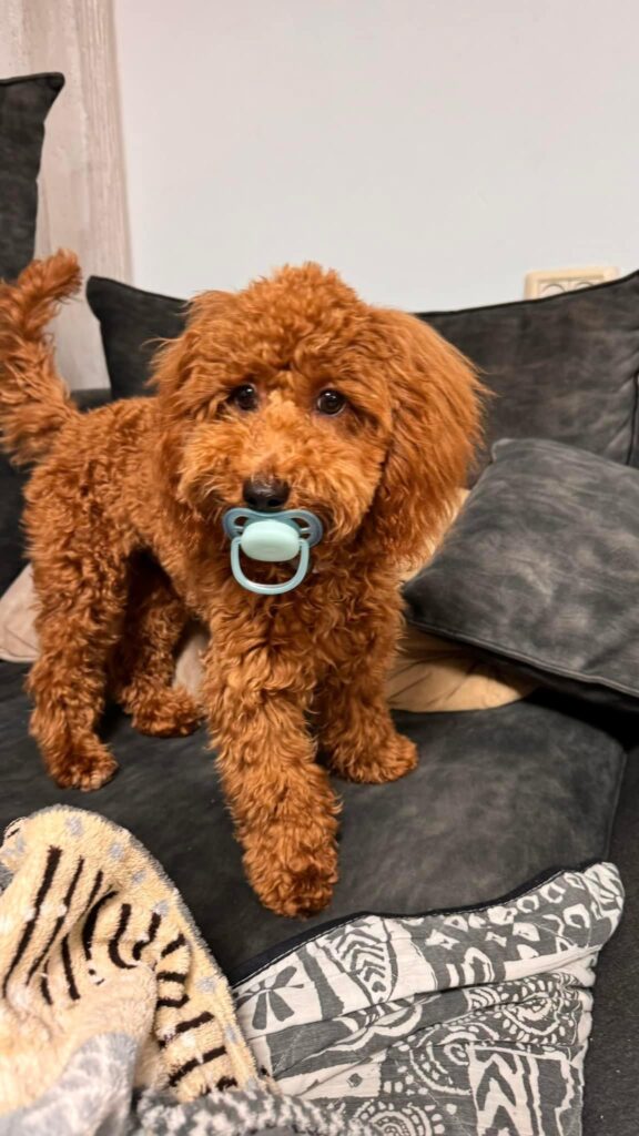 red poodle puppy with pacifier