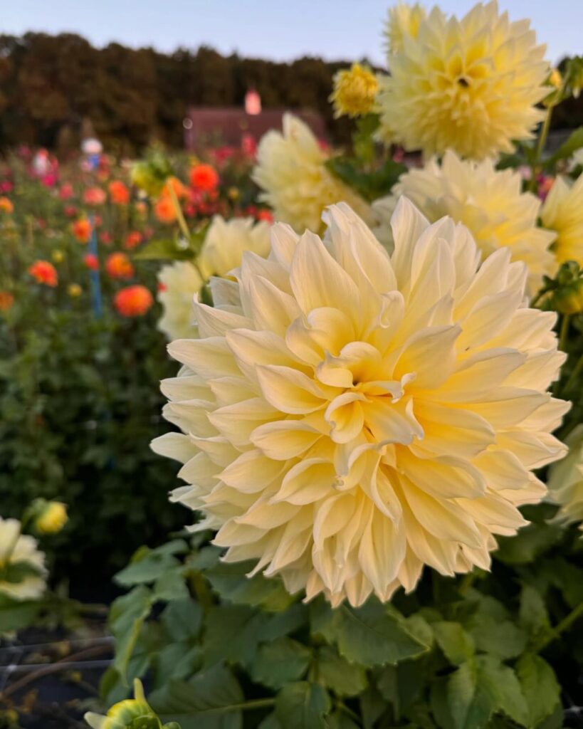 dahlia varieties, soft yellow dahlias at sunset