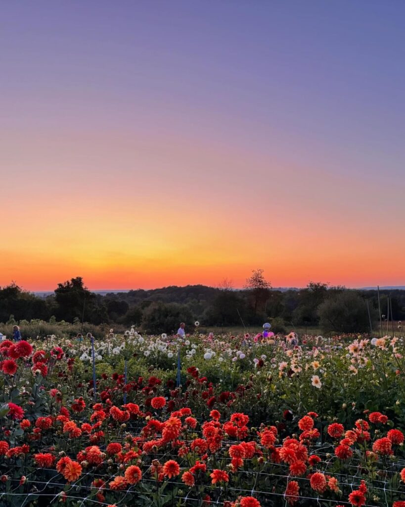 dahlia varieties, large field of dahlias at sunset