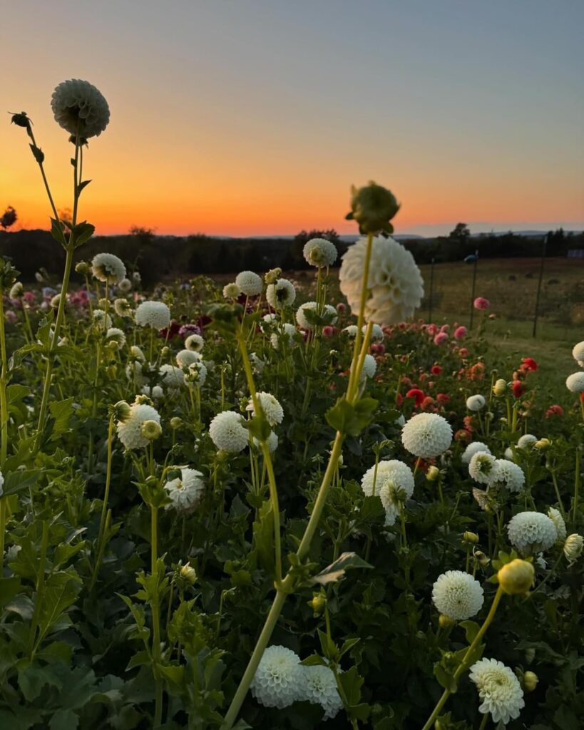 dahlia varieties, large field of dahlias at sunset