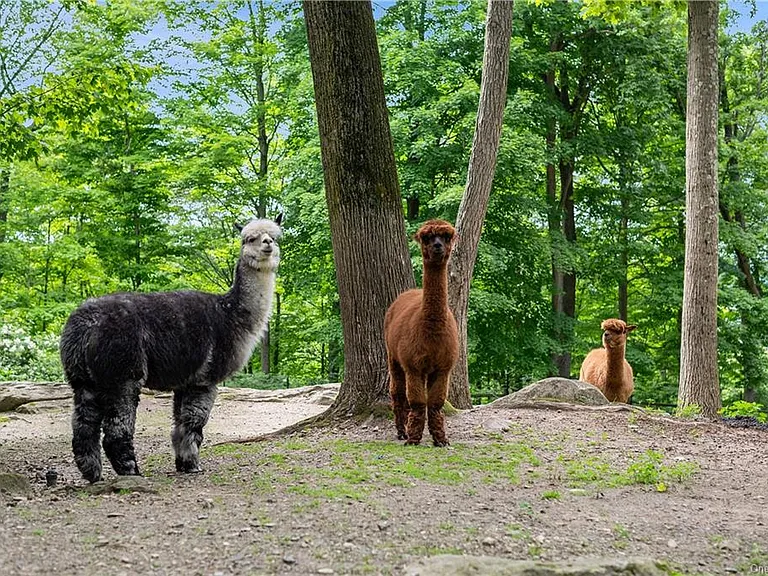 Westchester Mansion, exterior of Happy Hill Farms in Bedford Corners New York with onsite farming and heritage alpacas