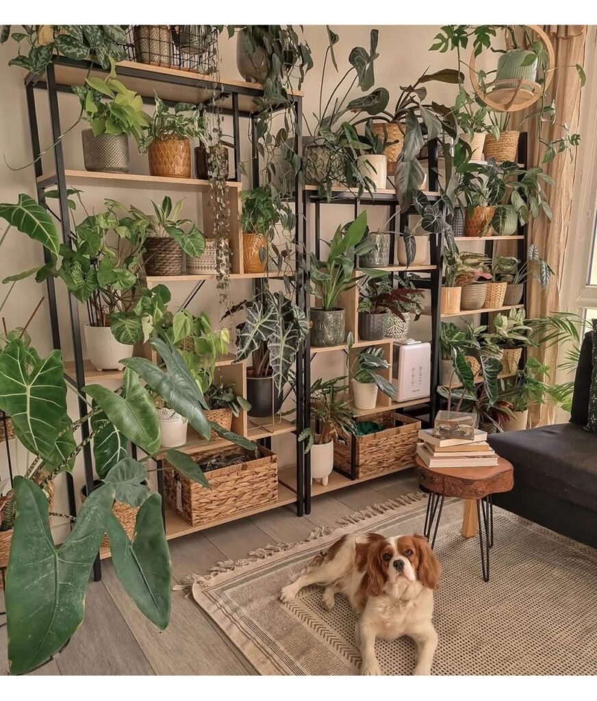 Bookshelves covered in plants, cute room ideas